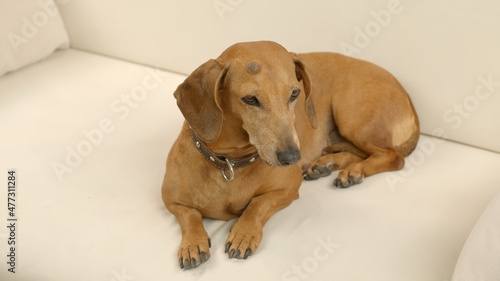 A cute dachshund is lying on the couch at home. Pet.