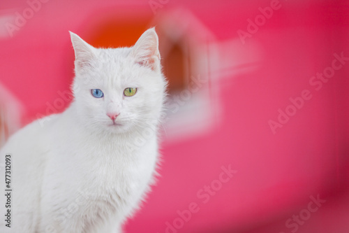 Turkish Van Cat (Türk Van Kedisi) Photo, Van Country, Turkiye (Turkey) photo