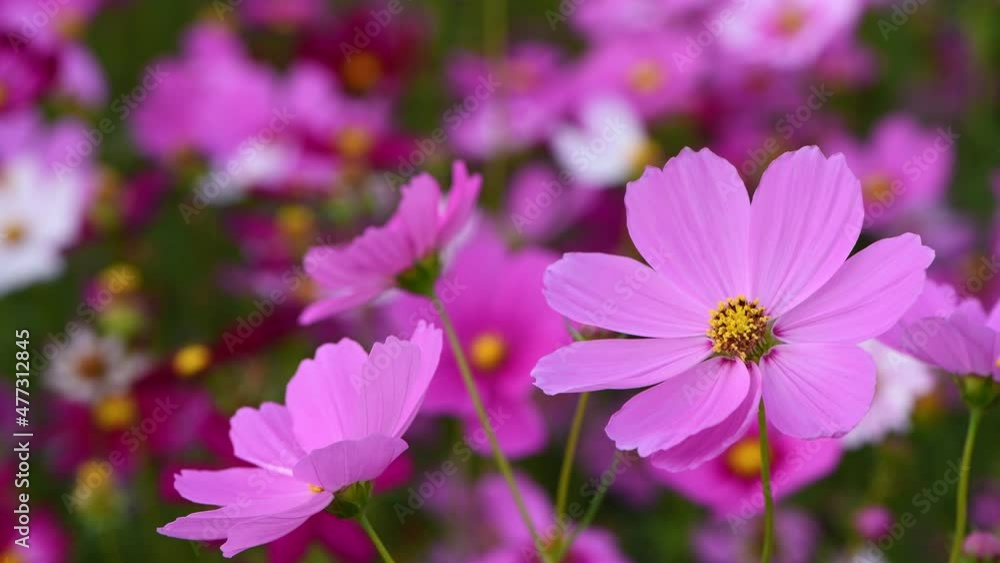 beautiful pink cosmos flower in cosmos field swaying in the wind beautiful pink cosmos flower in cosmos field swaying in the wind
