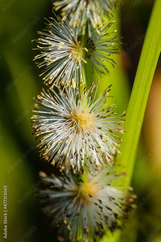 Three Bur-reed flowers