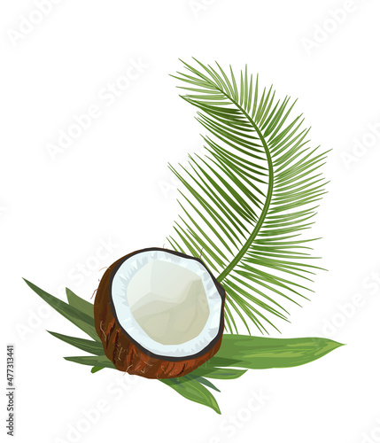 Split coconut (half of nut) on banana leaves and green leaf of coconut palm. Realistic botanical illustration in watercolor style for design. Tropical plants on white background. Vector