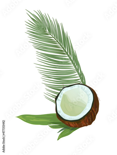 Split coconut (half of nut) on banana leaves and green leaf of coconut palm. Realistic botanical illustration in watercolor style for design. Tropical plants on white background. Vector