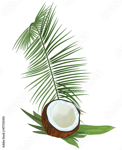 Split coconut (half of nut) on banana leaves and green leaf of coconut palm. Realistic botanical illustration in watercolor style for design. Tropical plants on white background. Vector