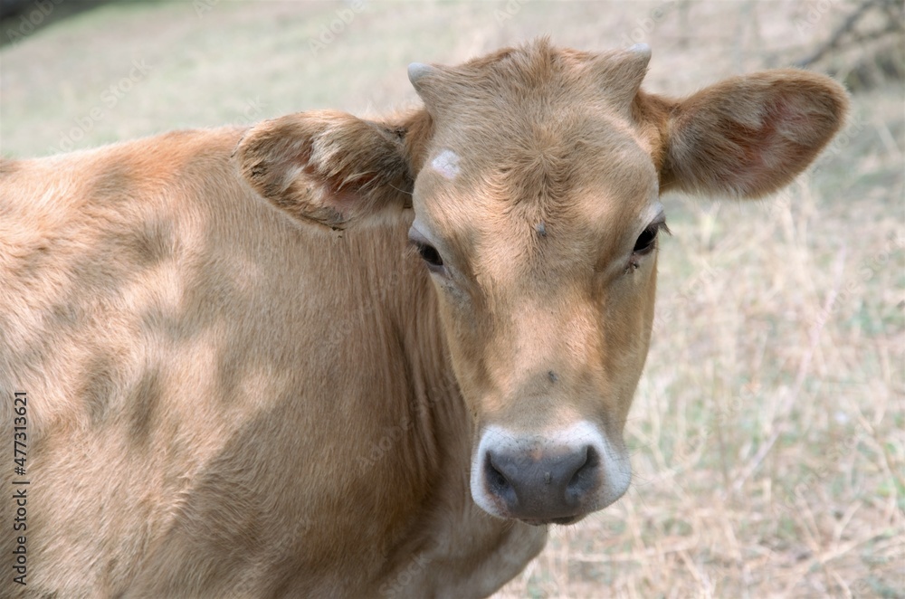 brown calf on paddock paddock in summer brown calf on paddock paddock in summer