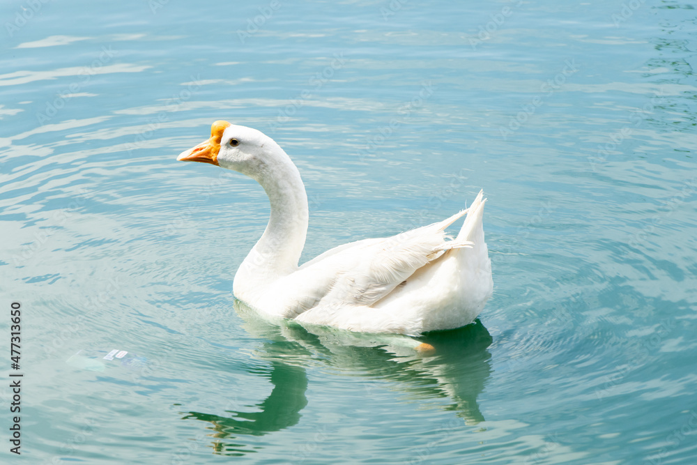 White color goose swimming in lake background White color goose swimming in lake background