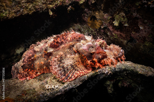 Scorpionfish in the wreckage of SS Thistlegorm, Red Sea, Egypt 