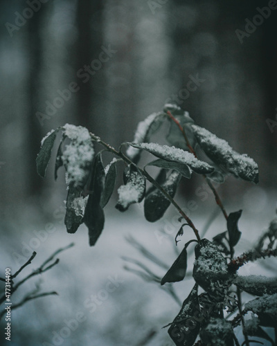 forest