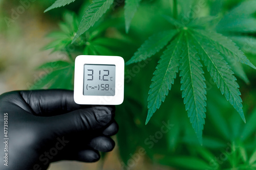 Hygrometer, thermometer used to monitor the growth and development of medicinal cannabis, marijuana. Hand holds an electronic device for measuring humidity and temperature on cannabis plantation photo