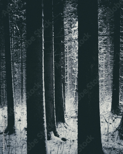 forest