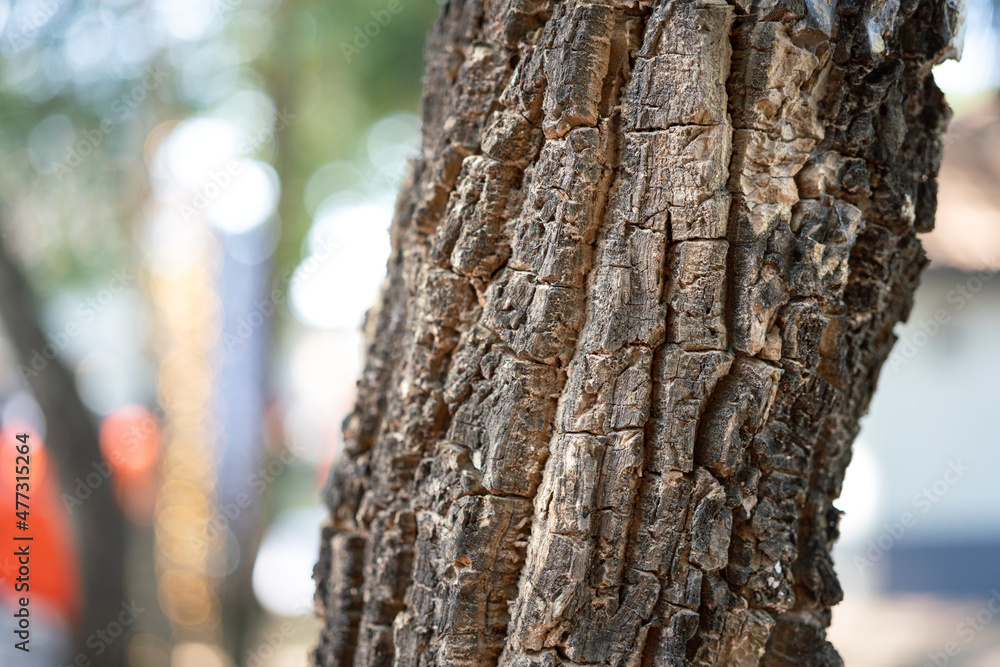 Close-up at a hardwood tree trunk, with roughly aging surface skin. Nature texture photo. Close-up at a hardwood tree trunk, with roughly aging surface skin. Nature texture photo.