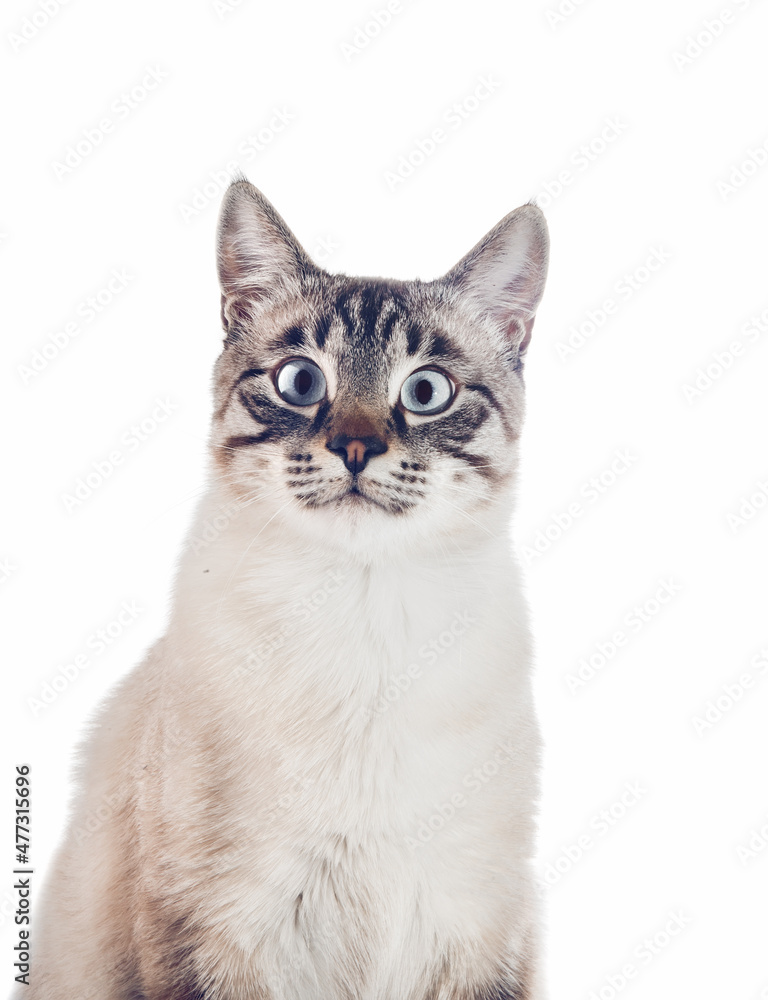 Thai purebred cat on a white background.