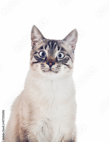 Thai purebred cat on a white background.