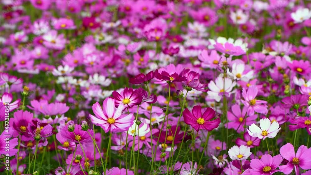 beautiful pink cosmos flower in cosmos field swaying in the wind beautiful pink cosmos flower in cosmos field swaying in the wind