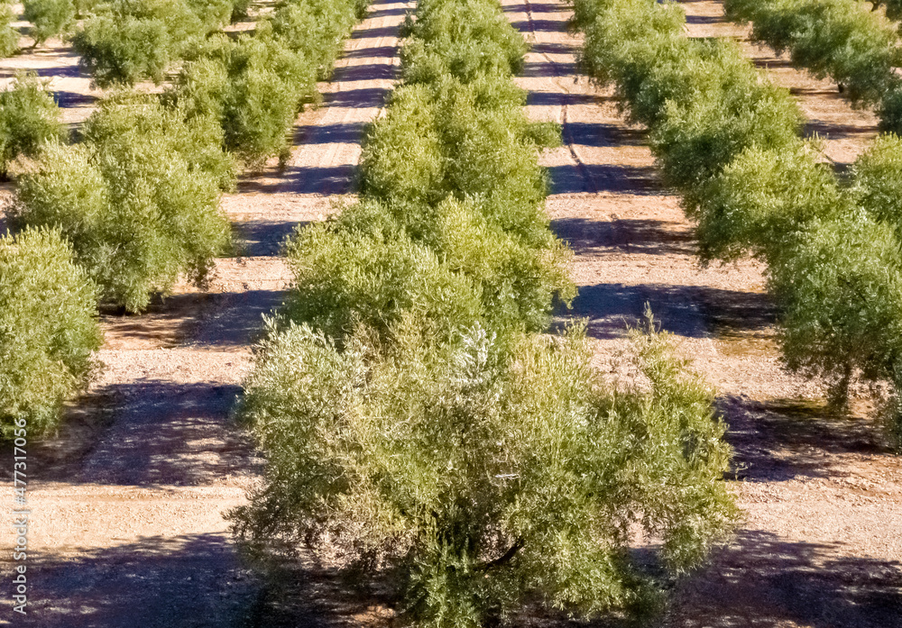 Olive landscape