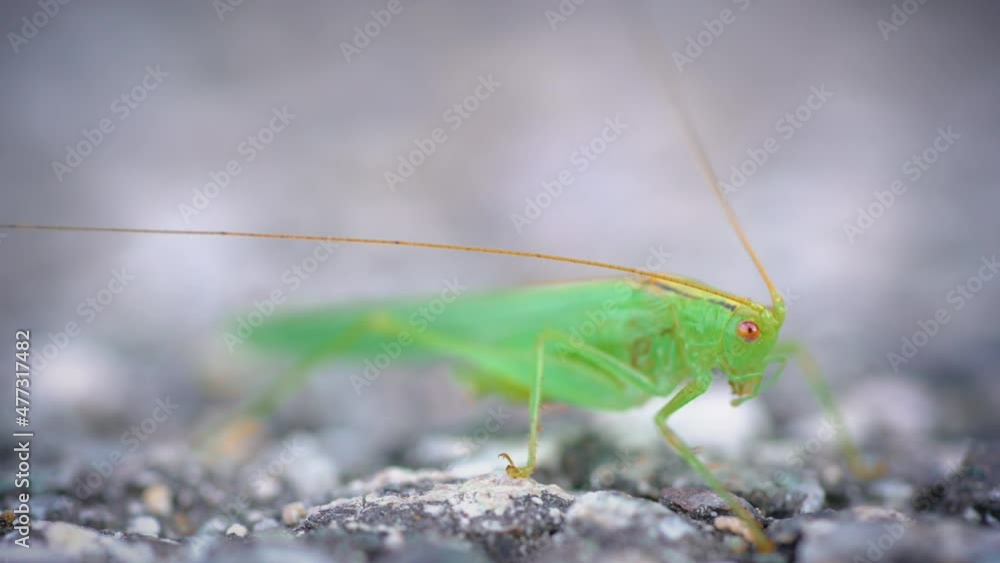 Great green bush-cricket on the asphalt Great green bush-cricket on the asphalt