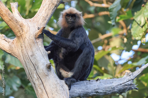 Photos Nilgiri langur sitting on a branch
