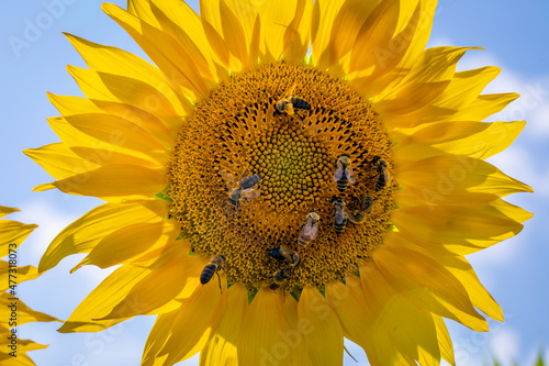 słonecznik pszczoły