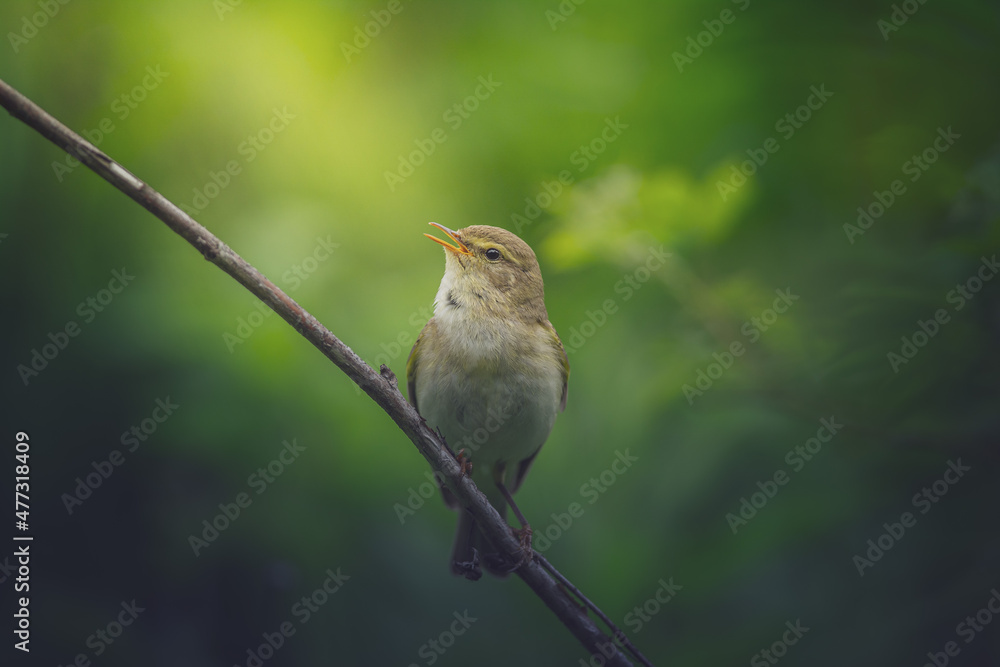 Obraz premium Willow warbler
