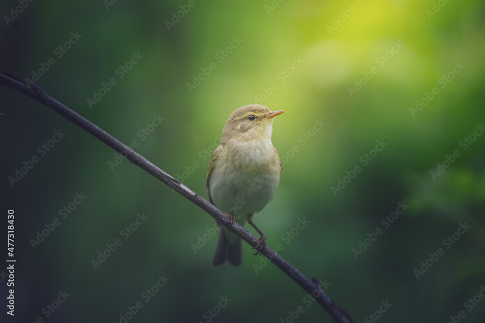 Fototapeta premium Willow warbler