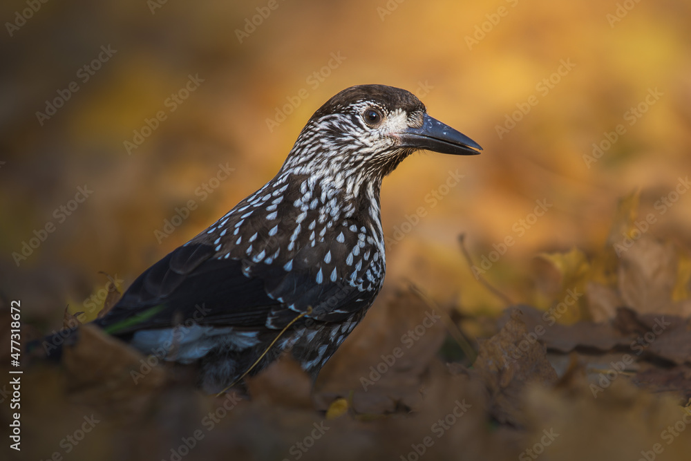 Obraz premium Spotted Nutcracker