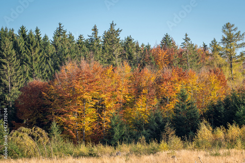 Majestic landscape with autumn leaves in forest.