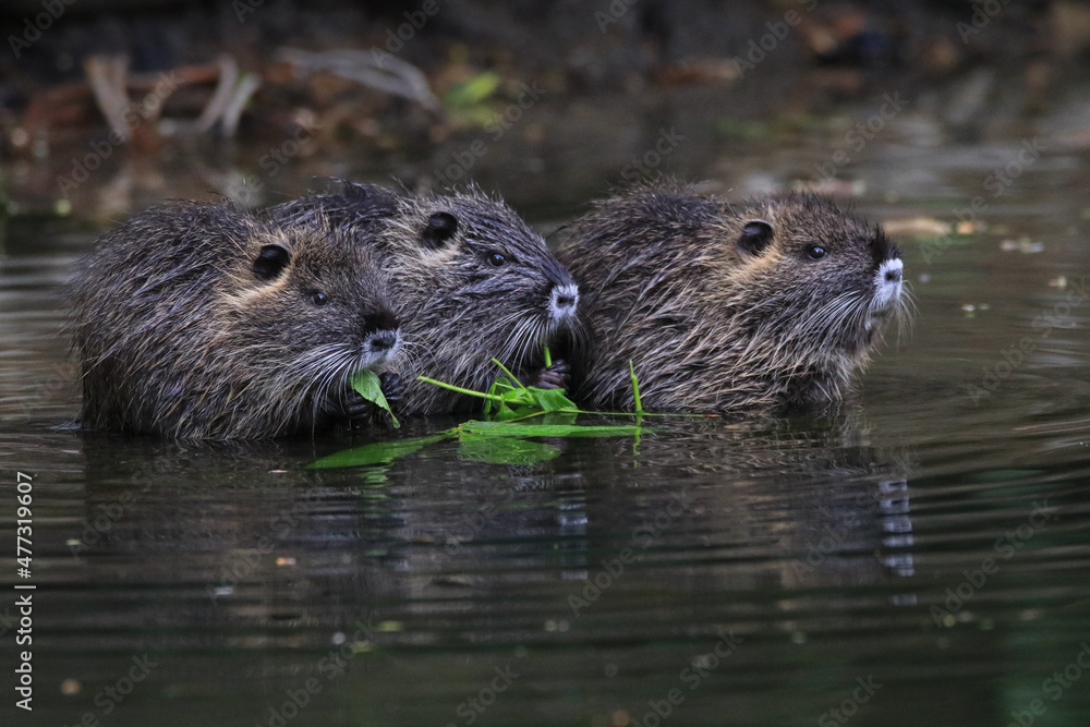 fressende junge Nutria
fressende junge Nutria
