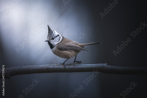 Canvas Print Crested Tit