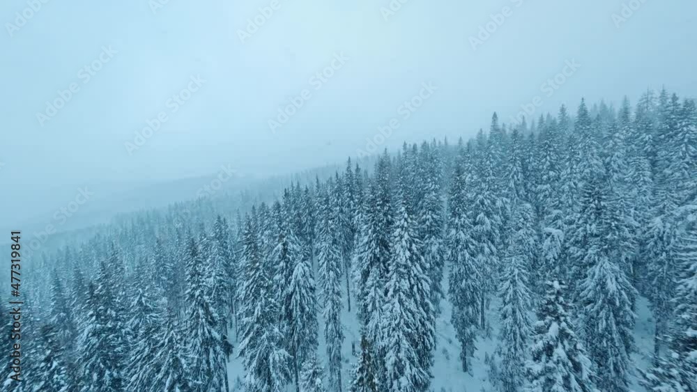 FPV flight in picturesque nature. Aerial views of fir tree frozen forest covered with snow. Snowfall and blizzard. Mountain valley. FPV flight in picturesque nature. Aerial views of fir tree frozen forest covered with snow. Snowfall and blizzard. Mountain valley.