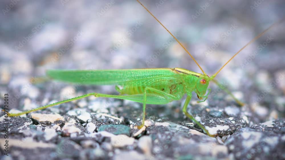 Great green bush-cricket on the asphalt