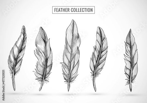Fotografie, Obraz Hand draw feather sketch set design