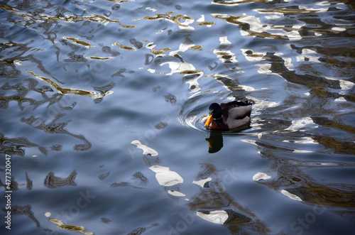 Wild ducks live on a lake in a residential area of Kiev