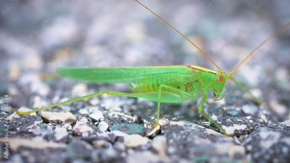 Great green bush-cricket on the asphalt
