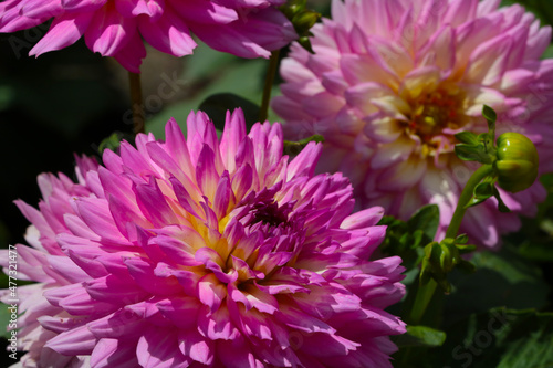 Buds of flowering dahlias in the garden in summer.