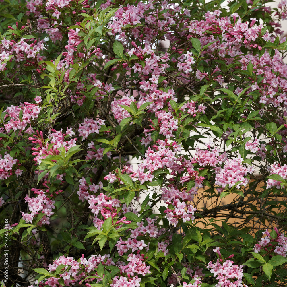Weigelia ou weigela florida. Petit arbuste ornemental à floraison rose abondante sur de longues pousses arquées à écorce marron clair garnies de feuilles pointues et dentées 