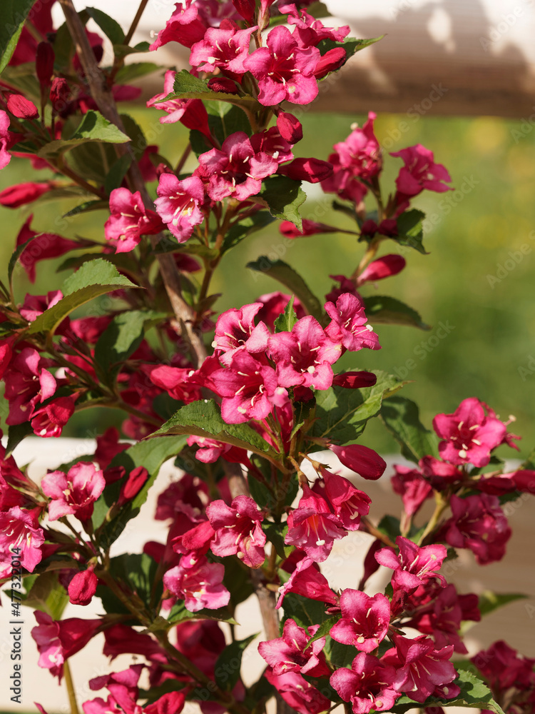 Weigelia ou weigela florida. Arbuste ornemental à floraison printanière abondante de grosses fleurs rouge rubis en forme de clochettes à l'aisselle de rameaux arqués au feuillage vert foncé Weigelia ou weigela florida. Arbuste ornemental à floraison printanière abondante de grosses fleurs rouge rubis en forme de clochettes à l'aisselle de rameaux arqués au feuillage vert foncé