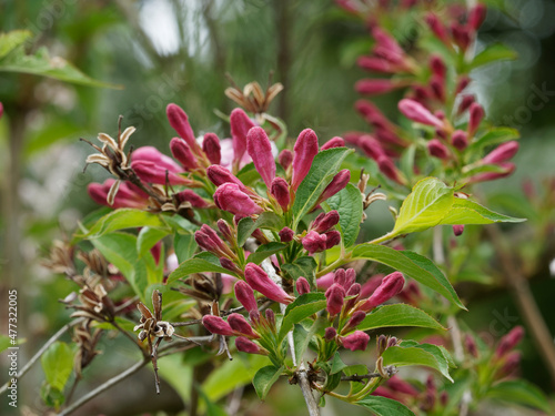 Branches arquées du weigelia ou weigela florida portant des boutons floraux rouge et rose en cours de formation à l'aisselle de feuilles vertes