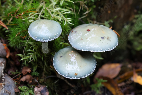 Verdigris roundhead mushroom, scientific name Stropharia aeruginosa photo