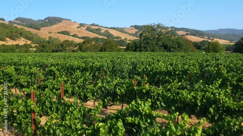 Drone view of a vineyard in Sonoma, CA, U.S. photo
