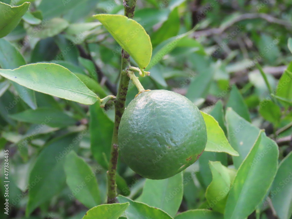 lime on tree