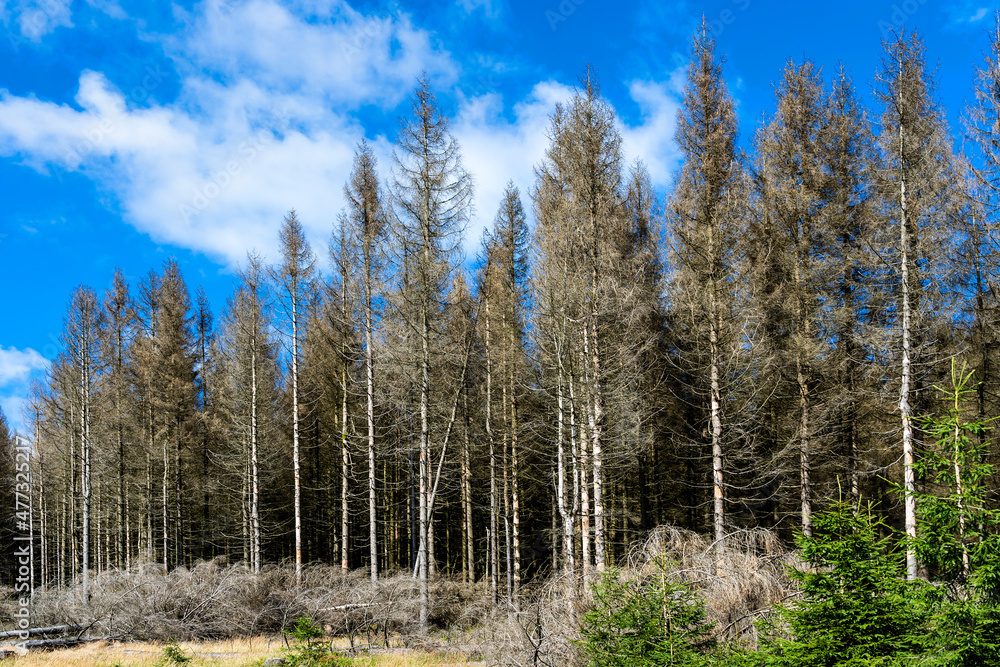 Abgestorbene Fichten im Naturpark Harz Abgestorbene Fichten im Naturpark Harz