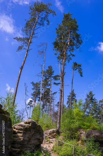 Prachov Rocks, Bohemian Paradise, Cesky Raj, Czech Republic photo