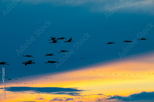 Silhouettes of  flying Cranes ( Grus Grus) at Sunset France