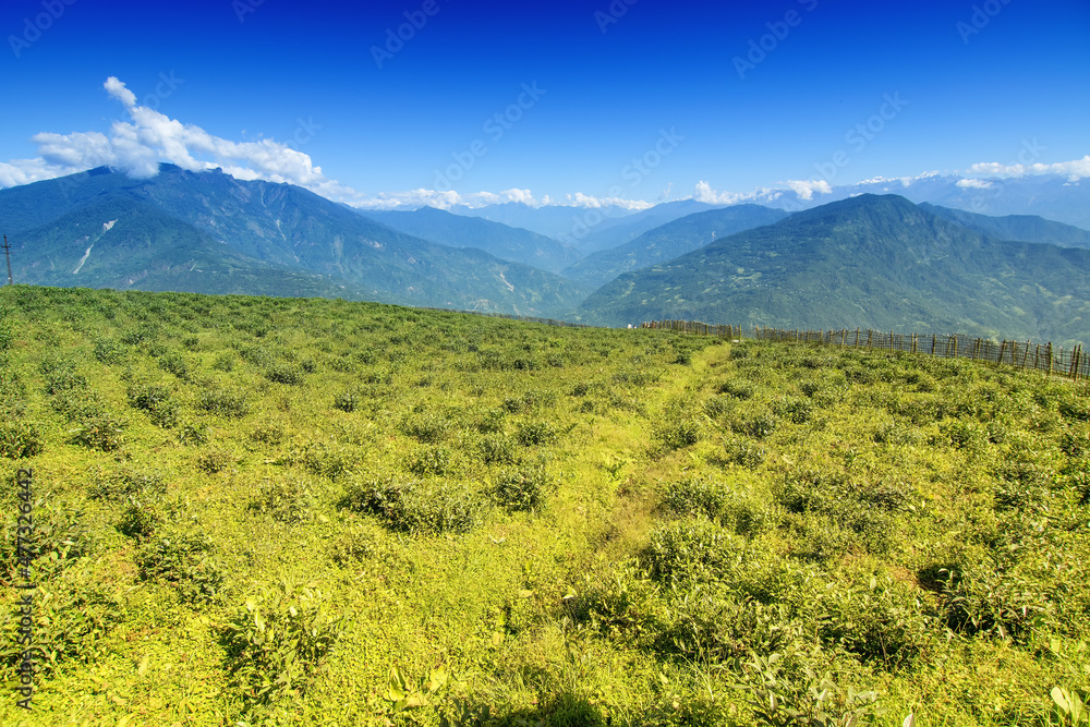Temi tea garden of Ravangla, Sikkim, beautiful vast tea planatation on greadully sloping field with mountains and blue sky in the background. It is only tea garden in sikkim, one of the world's best.