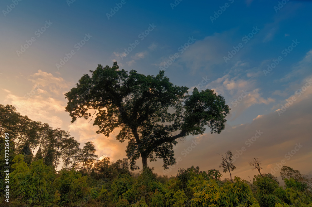Fototapeta premium A big tree with sun set background, Silerygaon Village, Sikkim