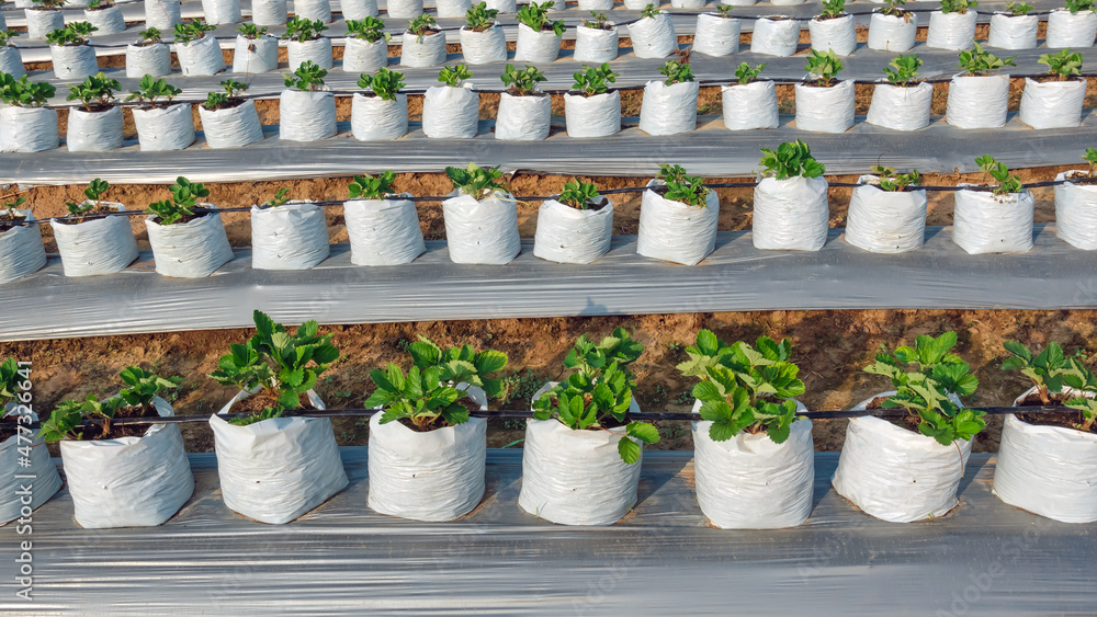 Fototapeta premium Planting strawberry seedlings in nursery bags for ease of care. Agriculture farm of strawberry field. Cultivation of strawberry fruits using the plasticulture method, plants growing on plastic mulch.