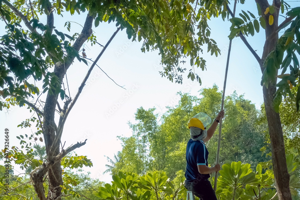 Fototapeta premium Asian professional gardener trimming plants using pruning saw on a ladder. A Tree Surgeon or Arborist cuts branches of a tree in the garden. Man sawing tree with hand saw. Garden Maintenance Job.