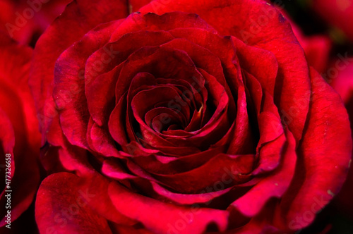 Close-up of a dark red rose bud, on a dark background. Selective focus