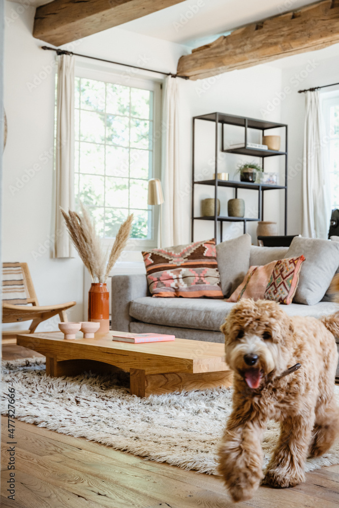 Living Room Dog House