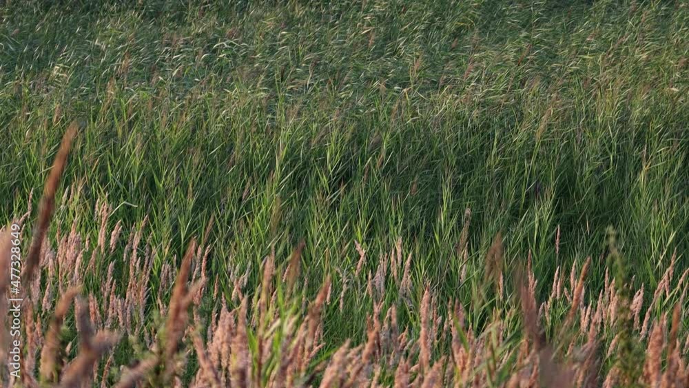 The reeds sway in the wind. The setting sun illuminates plants, grass, river reeds. The reeds sway in the wind. The setting sun illuminates plants, grass, river reeds.