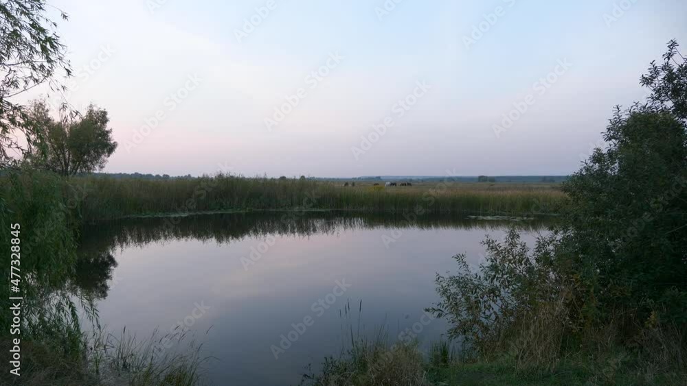 Beautiful Lake Pond on Background Herd of Horses Grazing on Pastures in Field Countryside. Panorama Scenic Nature Rural Country Scene. 2x Slow motion 60 fps 4K Beautiful Lake Pond on Background Herd of Horses Grazing on Pastures in Field Countryside. Panorama Scenic Nature Rural Country Scene. 2x Slow motion 60 fps 4K
